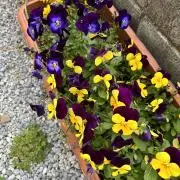ジェッタ　断捨離中　どんどん値下げ❣️の画像