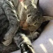 こちゃねの画像