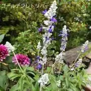 ゴールデンレトリバー