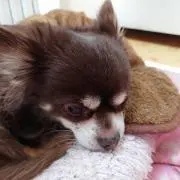 じゅんじゅんの画像