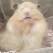 みりんの画像