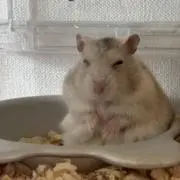 萌の画像