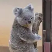 こあら☺︎の画像