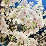 Erika(断捨離中)の画像