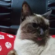 來兎の画像