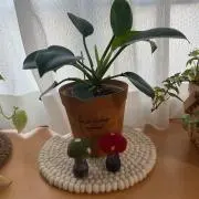はーちゃんの画像
