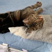 猫います。※プロフ確認お願いします。の画像