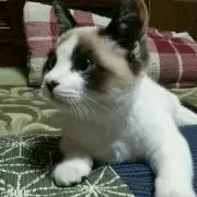 ちびもこ
