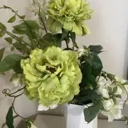 vegaの画像