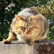 ミミの画像