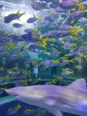 まさ