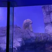 ♪くま♪