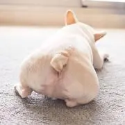 のぞの画像
