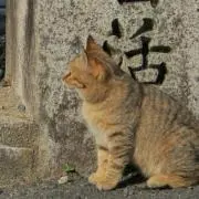 bonbonbonの画像