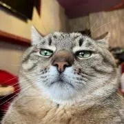 きりる
