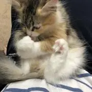トメキチ
