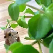 角砂糖の画像