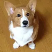 コギまる