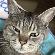 うどんの画像