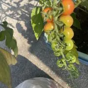 ぽむすけの画像