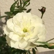 ブルーベルの画像