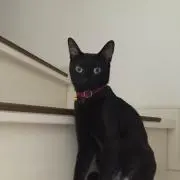 Ob'