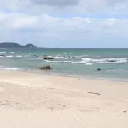 た
