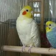 ピーちゃんの画像