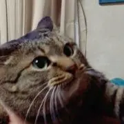 さぼてん