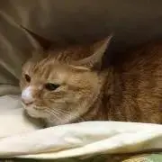 kotaの画像