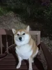 柴犬