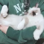 はる