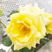 ももんがの画像