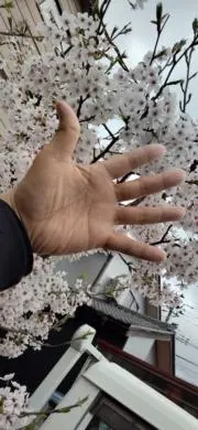 kitutukiの画像