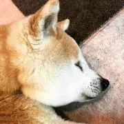 ちー