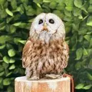 フクロウ 大好き少年の画像