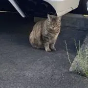 あい（値下げ交渉可能）の画像