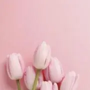 nekoの画像