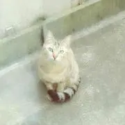 つなの画像