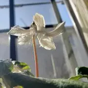 本白鼈甲 チェーン型ネックレス 20g 東Y7-0716⭐︎2F - メルカリ