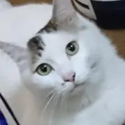 ごぶりんちゃん