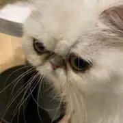 りりーの画像