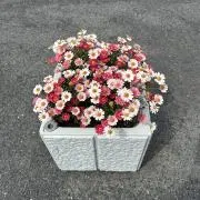 flowerの画像