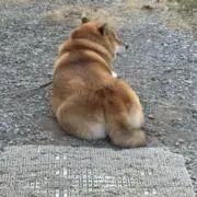 ころっけの画像