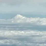 うさぎの画像