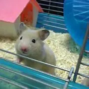 レイチェル