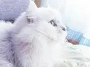 neconoelの画像