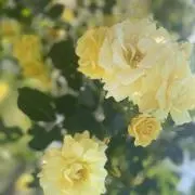 Eve RubyLove 衣装 ルビラ - メルカリ