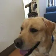 アルビモモ
