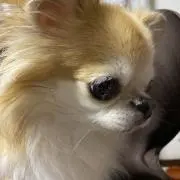 Ｊ